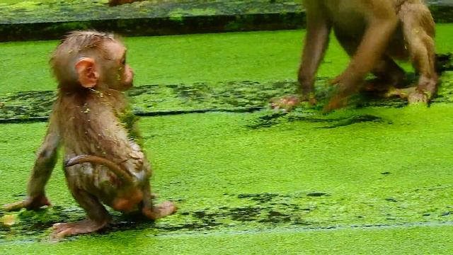 Oh No..Why Monkey Make Baby Fall, Poor Baby Monkey Lucir Brave To Swim In Swimming Pool