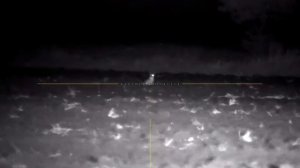 Охота на шакала 2024