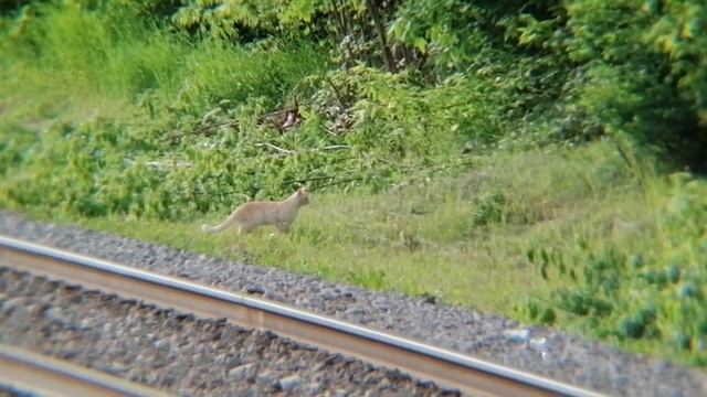 The brave cat crosses the railway tracks смотреть онлайн