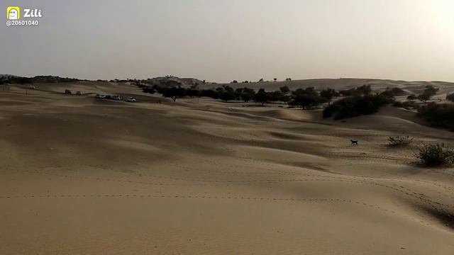 Best Desert Safari Camp Experience Dev смотреть онлайн
