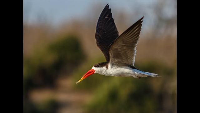 African Safari Workshop :: Zimbabwe and Botswana :: August 22-31, 2019 смотреть онлайн