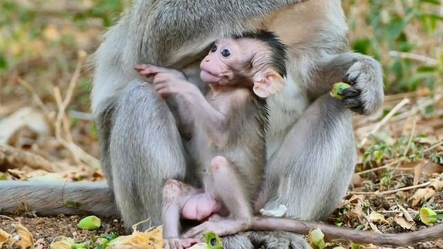 Awesome Cutest Emma of Monkey Emila Learning Fast And Smarter Than We Think - She Looks Much Braver смотреть онлайн