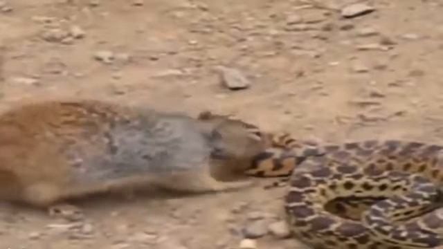 Brave 🐿 Squirrel Fights and Takes Down Snake! The Best Intense Battle in Wild смотреть онлайн