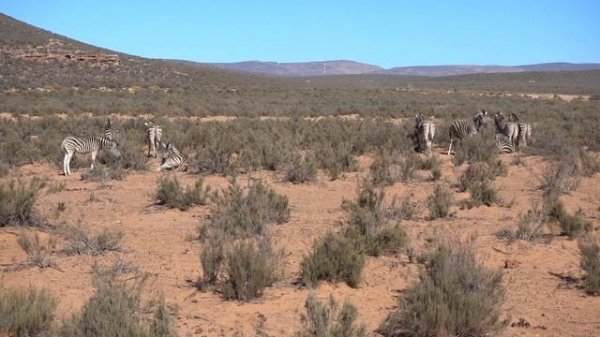 AQUILA PRIVATE GAME RESERVE, Safari & Spa, South Africa