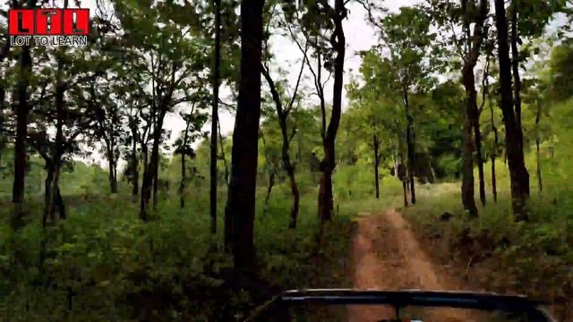 Satpura Tiger Reserve | Madhai Zone Hoshangabad | Wildlife Safari Vlog 2021 смотреть онлайн