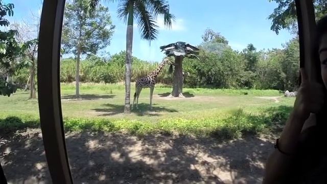 Bali Safari & Marine Park (rhino package) смотреть онлайн
