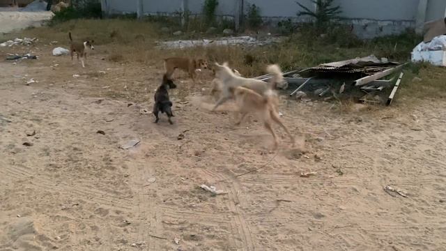 Group dog play brave outside home with neighbors dog #cute #puppies #dog смотреть онлайн