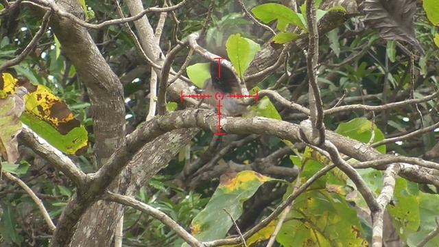 MENCARI JEJAK TUPAI DI PINGGIR SUNGAI смотреть онлайн