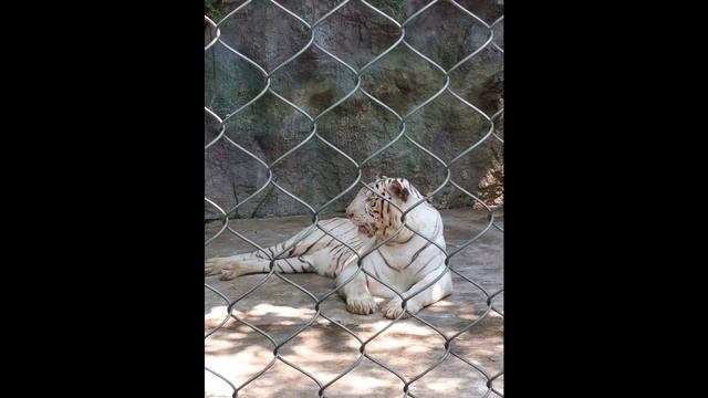 Bangkok Safari Zoo смотреть онлайн