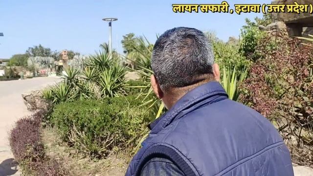 इटावा में पैदा होते हैं शेर; कैसा है अखिलेश का लायन सफारी! At lion Safari Etawah. смотреть онлайн