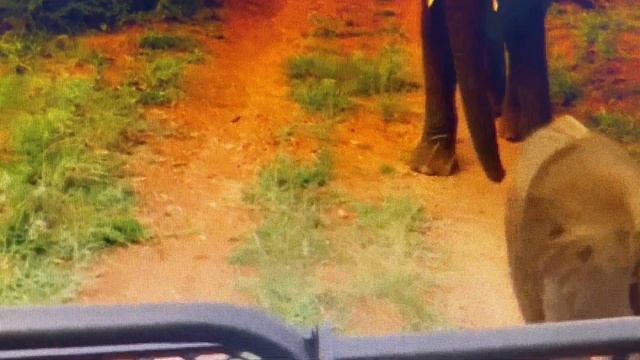 Baby elephant curios about safari car and protective parents смотреть онлайн