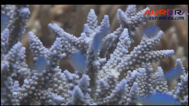 Живая вода! Core-all Аврора.