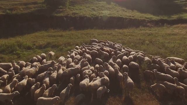 Animal Kingdom - An Educational Video смотреть онлайн