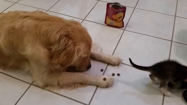 Brave Foster Kitten Sniffing Dog's Treats - 5 Weeks Old - English Cream Golden Retriever смотреть онлайн