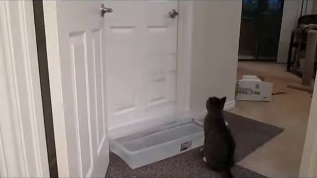 кот открывает дверь смотреть онлайн
