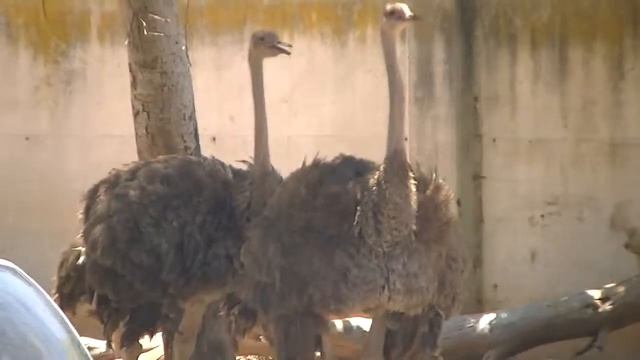 ostrich יָעֵן, בַּת יַעֲנָה, נַעֲמִית Zoo ramat Gan Safari смотреть онлайн