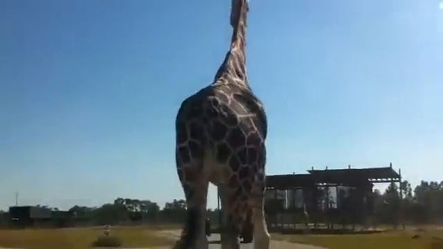 Lion country safari смотреть онлайн