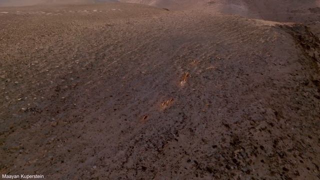 Camels near Arad смотреть онлайн