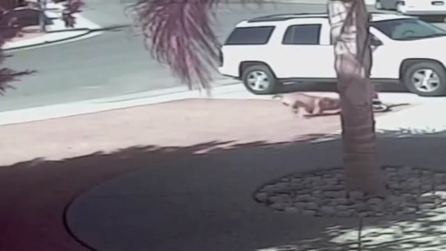 brave cat saves toddler from dog attack смотреть онлайн