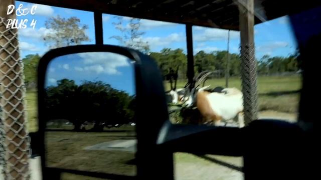 Lion Country Safari DRIVE THOUGH Day Trip! FIRST FAMILY VIDEO!!!!!!!!!! смотреть онлайн