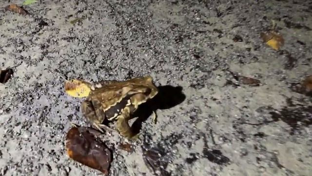 TOKYO NIGHT SAFARI смотреть онлайн