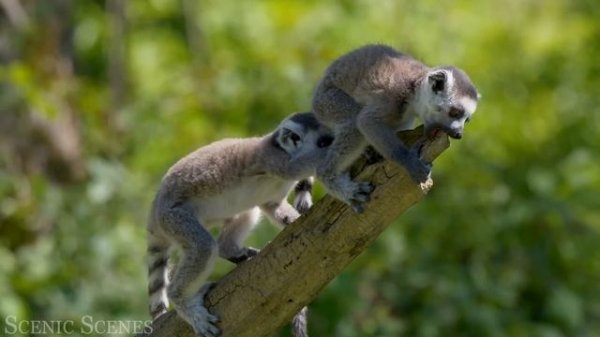 Wild Babies 4K - Amazing World Of Young Animals | Baby Animals | Scenic Relaxation Film