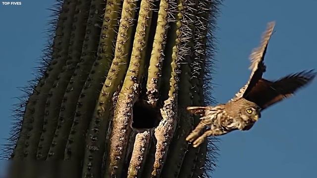 15 Unbelievable Birds Nests смотреть онлайн