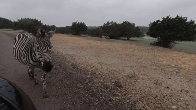 Going to the Safari. смотреть онлайн
