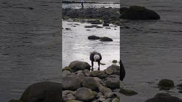 Brave eagle at the rapids смотреть онлайн
