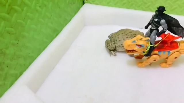Brave bullfrog play football 🏈, screaming frog very funny frog video compilation 🐸 #funnyvideos смотреть онлайн