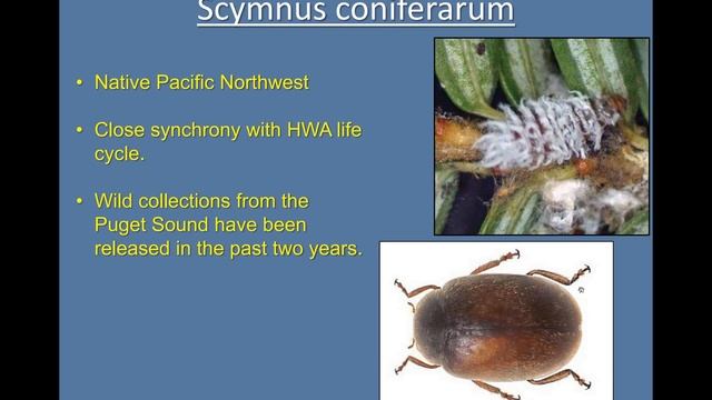 Hemlock Woolly Adelgid - A formidable pest we CAN manage: Dr. Mark Whitmore смотреть онлайн