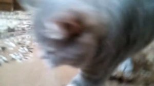 Бешенство кота