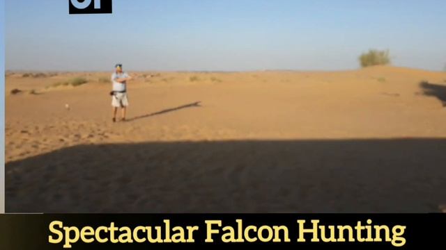 Dubai Memories Falcon Hunting Show Platinum Heritage Desert Safari #Dubai #Falcon #Travel#Travelvlo смотреть онлайн