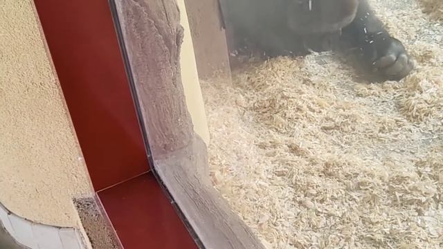 Dubai Safari Park|| Gorilla House || UAE Vlogs смотреть онлайн