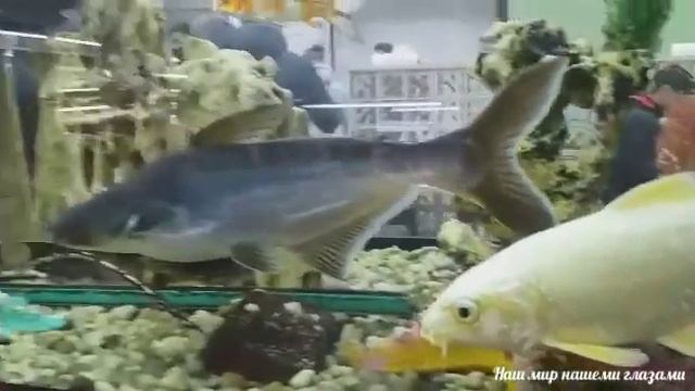Аквариум в кафе смотреть онлайн