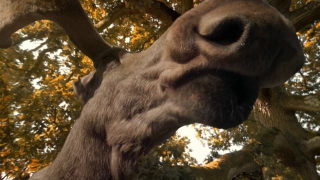 CBeebies | Andy's Safari Adventures | The Chipmunk смотреть онлайн