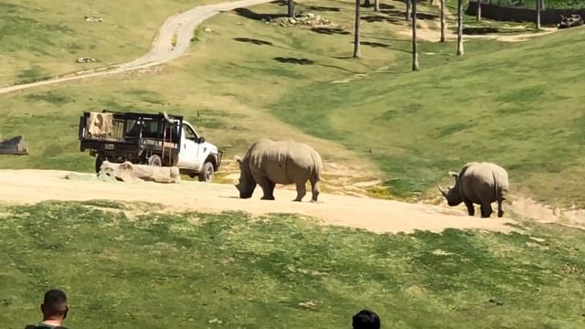 SAN DIEGO ZOO SAFARI PARK! 2021 come on check it out! смотреть онлайн