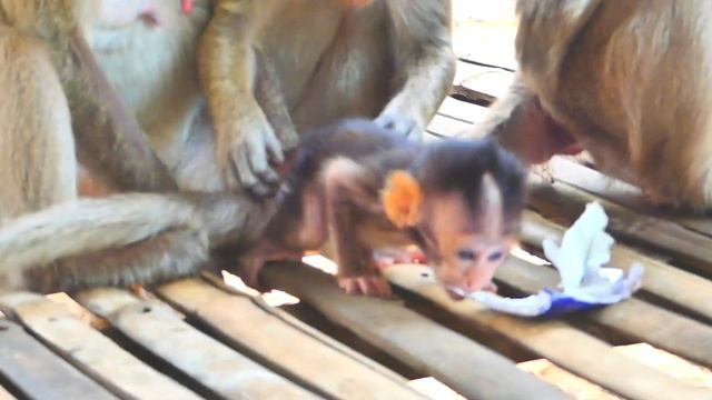 Wow..! little monkey is very brave to show her teeth to the monkey Missy(she doesn't afraid of). смотреть онлайн