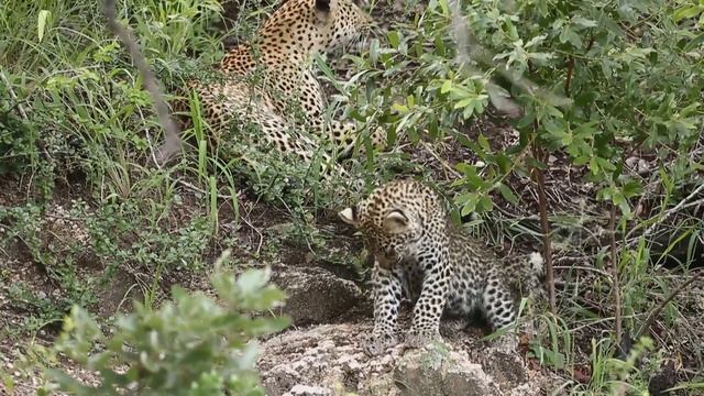 A big tuscker returns to Royal Malewane. Safari update: 11 - 17 March, 2019 смотреть онлайн