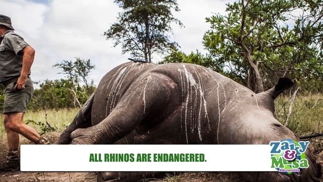 All About Rhinos: Fun facts for kids смотреть онлайн