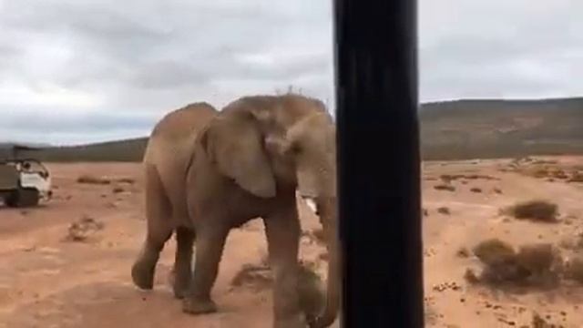 Aquila Safari Elephants смотреть онлайн