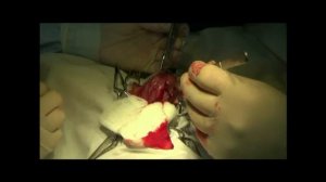 Цистотомия у собак