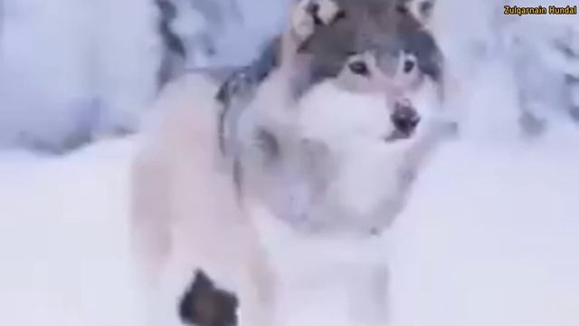 Why were brave children compared to wolves in ancient Turkish traditions? смотреть онлайн