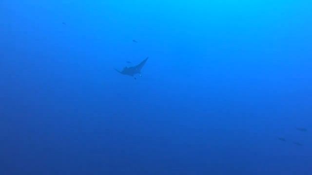 Dive safari Red Sea 2014 shorten смотреть онлайн