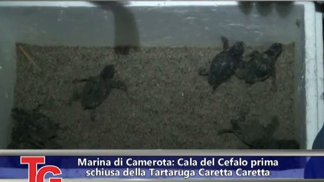Marina di Camerota, Cala del Cefalo prima schiusa nido di tartarughe Caretta Caretta смотреть онлайн