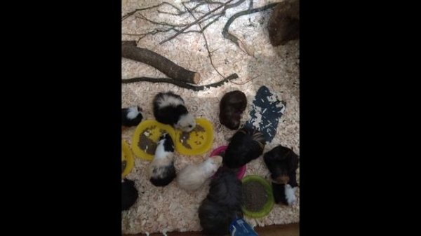 Longleat Safari Park in Wiltshire, England.