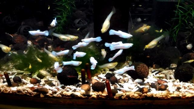 孔雀魚喜歡吃軟絲藻?還是看不到的微生物? смотреть онлайн