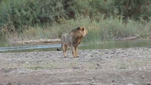 Asiatic Lion | A Royal Walk | Local village in India смотреть онлайн