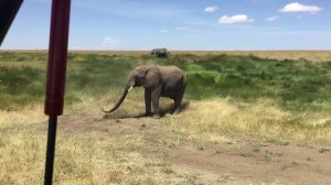 A Naturalista's Travel Adventures In Tanzania: The Masai, The Serengeti, Ngorongoro Crater & More!