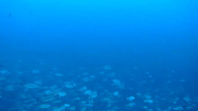 【海外ダイビング】Maldives Galfu Falhu Reef Diving/ Island Safari cruise モルディブ ダイビング/ガーフ岩礁ルート смотреть онлайн